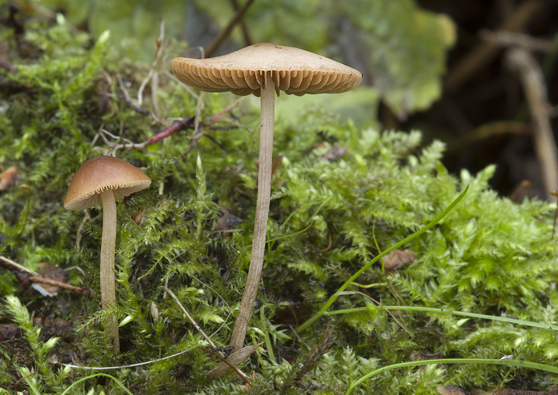 Conocybe echinata